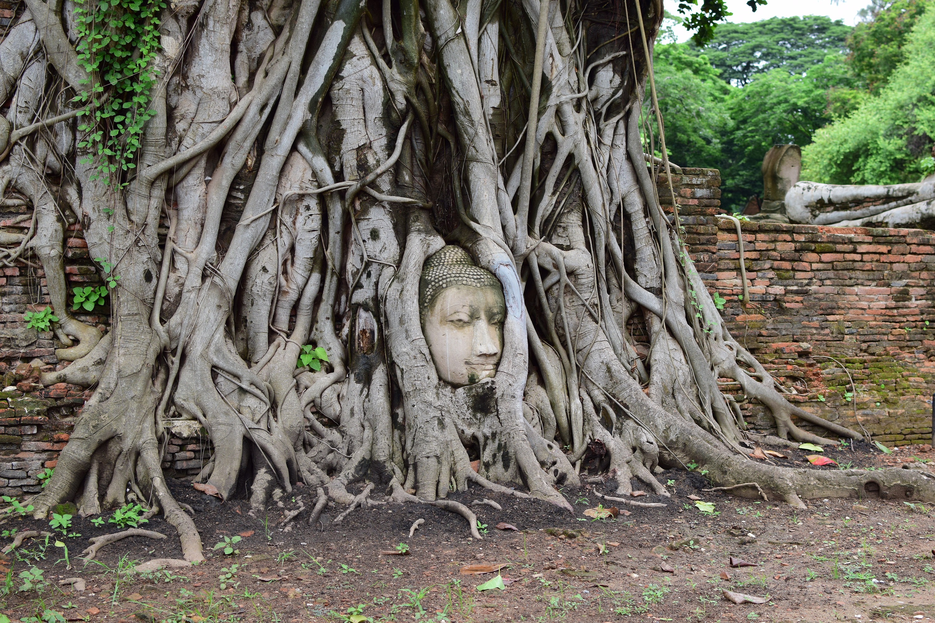 木の根に取りこまれた仏頭のある「ワットマハタート」